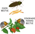 Potato insect pests. Colorado potato beetle Leptinotarsa decemlineata and click beetle wireworm isolated on white